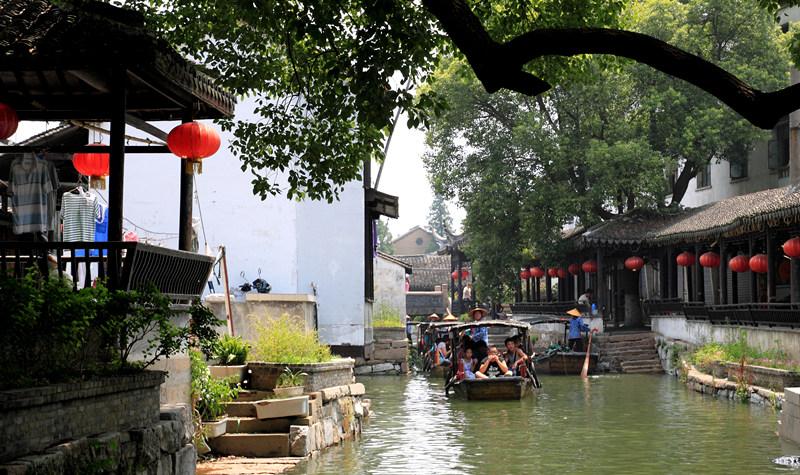 专业问答网站虎皮鹦鹉的伴侣飞走了它会不会绝食?,精准解答您的疑问